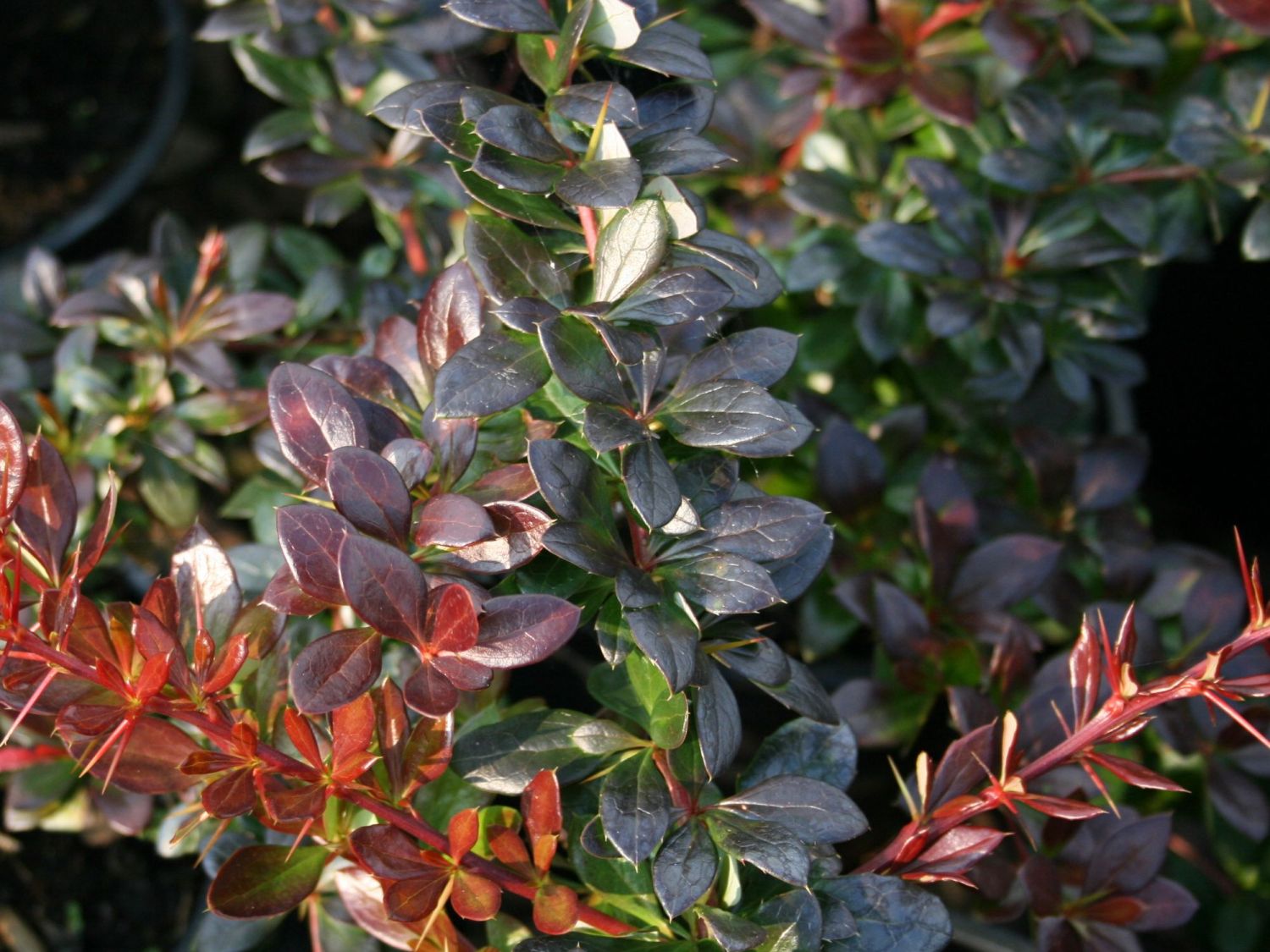 Berberis media 'Red Jewel'